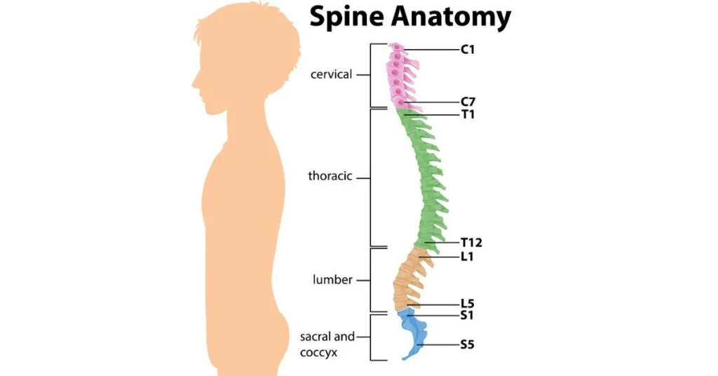 spine structure