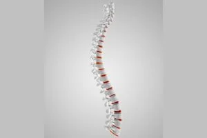 human spine